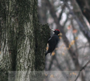 Black woodpecker Fekete Harkály Dryocopus Martius