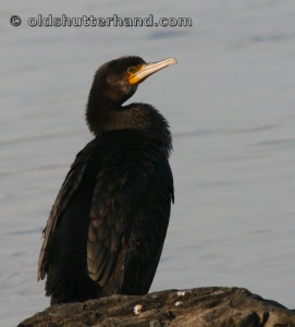 Great Cormorant Kárókatona