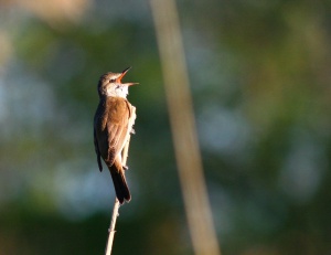 Reed warbler Nádirigó