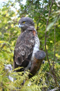Short toed snake eagle Kígyászölyv Circaetus gallicus