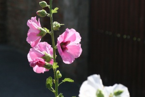 Zoom in img_1386.jpg