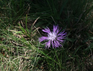 Zoom in img_1654 (másolat).jpg