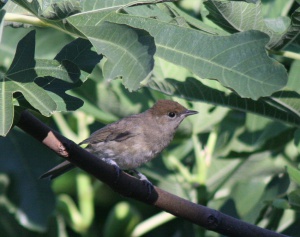 Black cap female Barátposzáta tojó