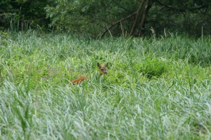 Roe deer next to the lake in small forest