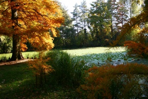 Zoom in Arboretum Szeged