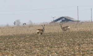 Zoom in Great plain East Hungary