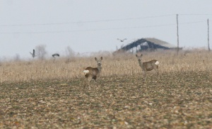 Great plain East Hungary