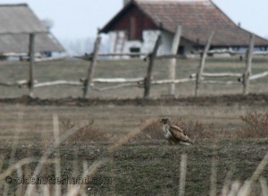 Zoom in East Hungary farm with a buzzard