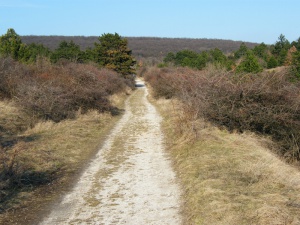 Zoom in Buda hills