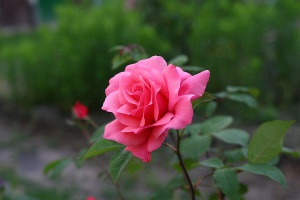 Zoom in img_8713.jpg