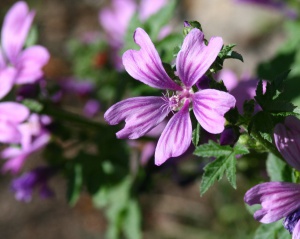 Zoom in img_0926.jpg