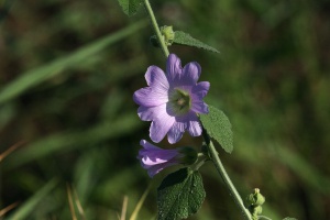 Zoom in img_8169.jpg