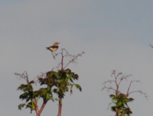 Northern wheatear Hantmadár Oenanthe oenanthe Steindepil Traquet motteux